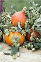 Humulus lupulus - Wilder Hopfen Humulus lupulus - Wilder Hopfen