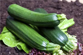 Cucurbita pepo subsp. pepo convar. giromontiina 'Balkon' - Balkonzucchini Cucurbita pepo subsp. pepo convar. giromontiina 'Balkon' - Balkonzucchini