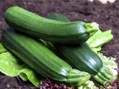 Balkonzucchini