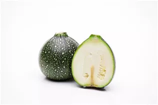 Cucurbita pepo subsp. pepo convar. giromontiina - Zucchini Cucurbita pepo subsp. pepo convar. giromontiina - Zucchini