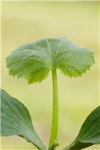 Cucurbita pepo subsp. pepo convar. giromontiina - Zucchini Cucurbita pepo subsp. pepo convar. giromontiina - Zucchini