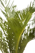 Cycas revoluta - Palmfarn Cycas revoluta - Palmfarn