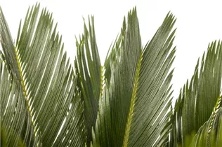 Cycas revoluta - Palmfarn Cycas revoluta - Palmfarn
