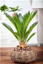 Cycas revoluta - Palmfarn Cycas revoluta - Palmfarn