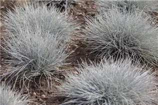 Festuca cinerea 'Eisvogel' - Garten-Blau-Schwingel