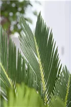 Cycas revoluta - Palmfarn Cycas revoluta - Palmfarn