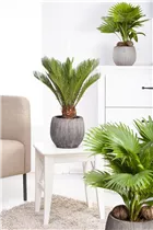 Cycas revoluta - Palmfarn Cycas revoluta - Palmfarn