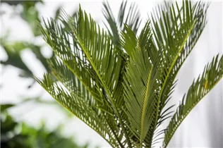 Cycas revoluta - Palmfarn Cycas revoluta - Palmfarn