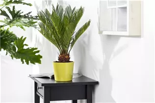 Cycas revoluta - Palmfarn Cycas revoluta - Palmfarn