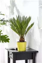 Cycas revoluta - Palmfarn Cycas revoluta - Palmfarn
