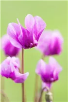 Cyclamen hederifolium - Herbst-Alpenveilchen