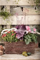 Cyclamen hederifolium - Herbst-Alpenveilchen