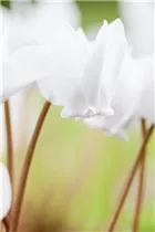 Cyclamen hederifolium 'Ive Ice White' - Garten-Herbst-Alpenveilchen