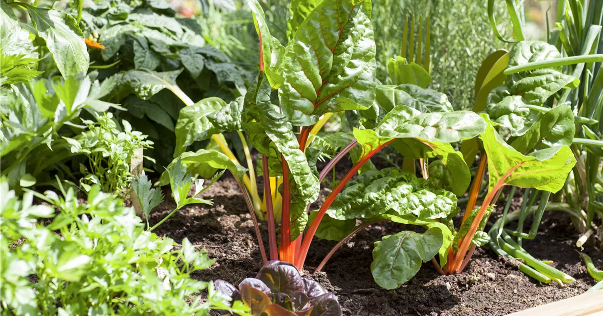  - Frisches und leckeres Gemüse aus dem eigenen Garten