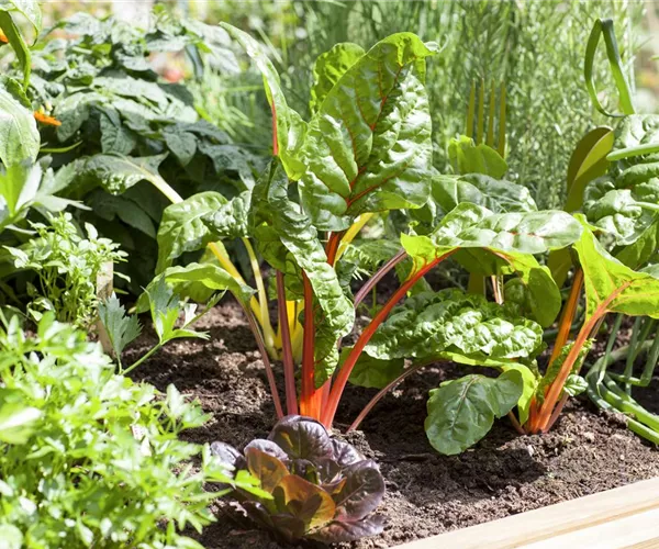 - Frisches und leckeres Gemüse aus dem eigenen Garten  - Frisches und leckeres Gemüse aus dem eigenen Garten