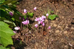 Cyclamen hederifolium - Herbst-Alpenveilchen