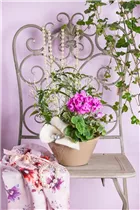 Jasminum polyanthum - Zimmer-Jasmin Jasminum polyanthum - Zimmer-Jasmin