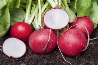  - Raphanus sativus var. sativus