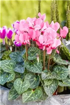 Cyclamen persicum 'Out-Land' - Alpenveilchen 'Out-Land' Cyclamen persicum 'Out-Land' - Alpenveilchen 'Out-Land'