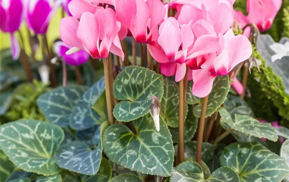 Cyclamen persicum 'Out-Land'