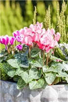 Cyclamen persicum 'Out-Land' - Alpenveilchen 'Out-Land' Cyclamen persicum 'Out-Land' - Alpenveilchen 'Out-Land'