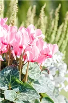 Cyclamen persicum 'Out-Land' - Alpenveilchen 'Out-Land' Cyclamen persicum 'Out-Land' - Alpenveilchen 'Out-Land'