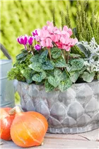 Cyclamen persicum 'Out-Land' - Alpenveilchen 'Out-Land' Cyclamen persicum 'Out-Land' - Alpenveilchen 'Out-Land'