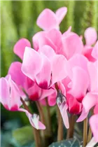Cyclamen persicum 'Out-Land' - Alpenveilchen 'Out-Land' Cyclamen persicum 'Out-Land' - Alpenveilchen 'Out-Land'