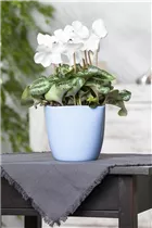 Cyclamen persicum, weiß - Alpenveilchen Cyclamen persicum, weiß - Alpenveilchen