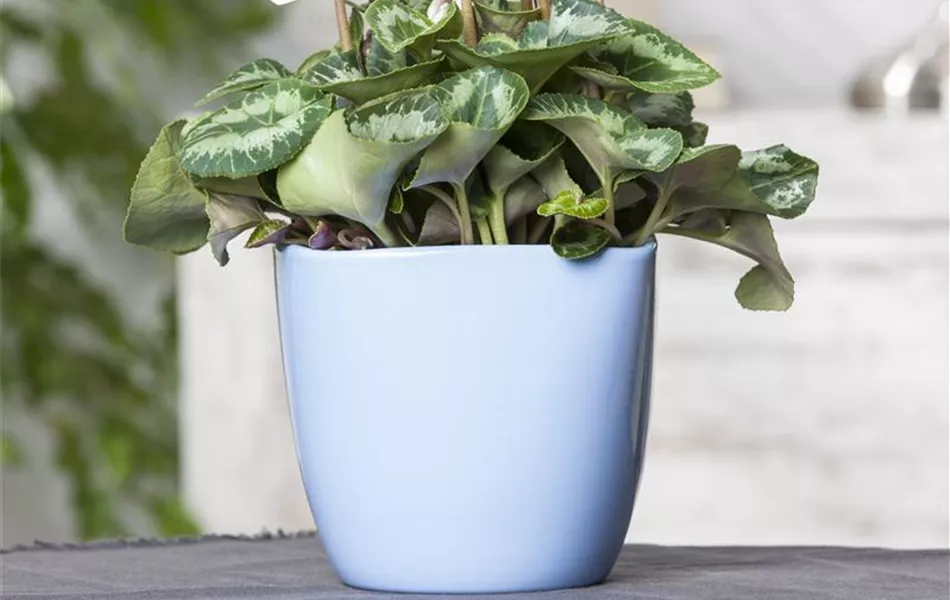 Cyclamen persicum, weiß