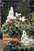 Cyclamen persicum - Zimmer-Alpenveilchen Cyclamen persicum - Zimmer-Alpenveilchen