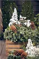 Cyclamen persicum - Zimmer-Alpenveilchen Cyclamen persicum - Zimmer-Alpenveilchen