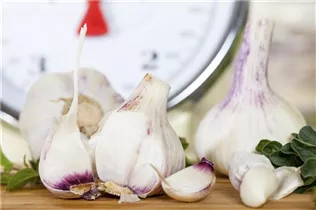 Allium sativum - Echter Knoblauch Allium sativum - Echter Knoblauch