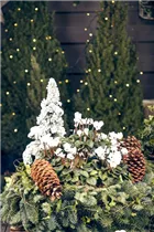 Cyclamen persicum - Zimmer-Alpenveilchen Cyclamen persicum - Zimmer-Alpenveilchen