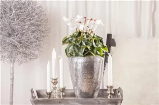 Cyclamen persicum, weiß - Alpenveilchen Cyclamen persicum, weiß - Alpenveilchen