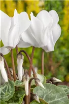 Cyclamen persicum, weiß - Alpenveilchen Cyclamen persicum, weiß - Alpenveilchen