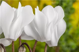 Cyclamen persicum, weiß - Alpenveilchen Cyclamen persicum, weiß - Alpenveilchen