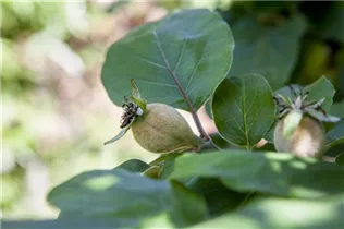 Cydonia oblonga - Echte Quitte Cydonia oblonga - Echte Quitte