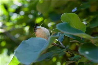 Cydonia oblonga - Echte Quitte Cydonia oblonga - Echte Quitte