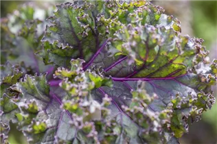 Brassica oleracea var. sabellica - Grünkohl Brassica oleracea var. sabellica - Grünkohl