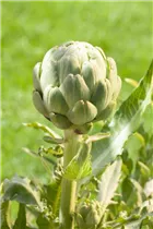 Cynara scolymus - Gemüse-Artischocke