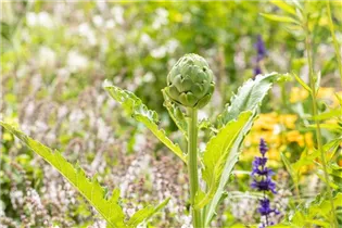 Cynara scolymus - Gemüse-Artischocke