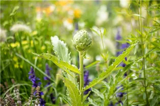 Cynara scolymus - Gemüse-Artischocke