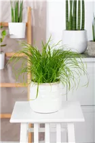 Cyperus zumula - Katzengras Cyperus zumula - Katzengras