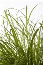 Cyperus zumula - Katzengras Cyperus zumula - Katzengras