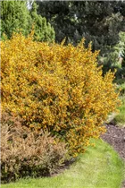 Cytisus scoparius - Besenginster