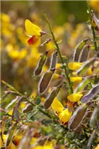 Cytisus scoparius - Besenginster