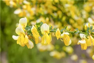 Cytisus scoparius - Besenginster