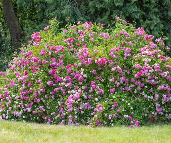 - Historische Rosen – Schönheit mit einer langen Geschichte  - Historische Rosen – Schönheit mit einer langen Geschichte