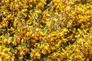 Cytisus scoparius - Besenginster